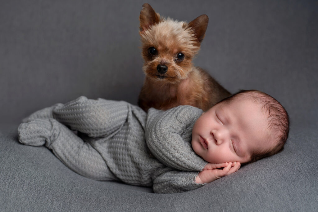 Baby photoshoot with a dog of a yorkie breed 